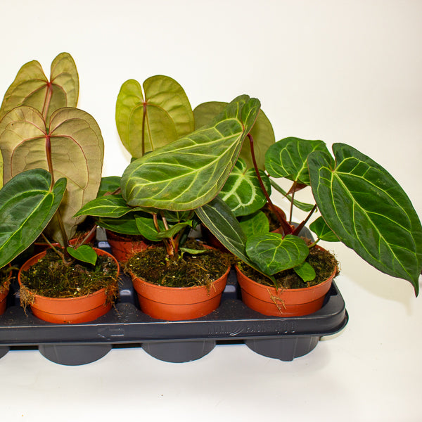 Anthurium Hybrid - NOID - 12cm H20cm