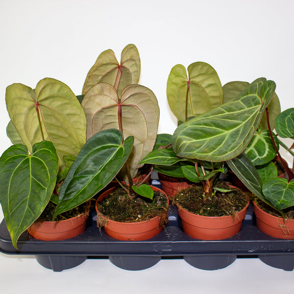 Anthurium Hybrid - NOID - 12cm H20cm