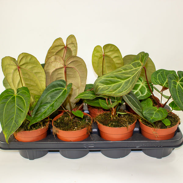 Anthurium Hybrid - NOID - 12cm H20cm