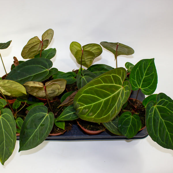 Anthurium Hybrid - NOID - 12cm H20cm