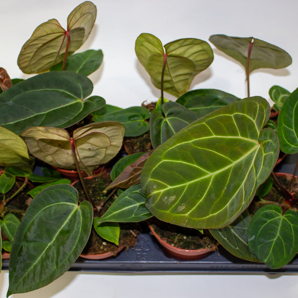 Anthurium Hybrid - NOID - 12cm H20cm