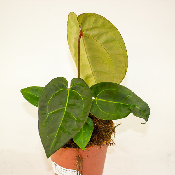 Anthurium Hybrid - NOID - 12cm H20cm