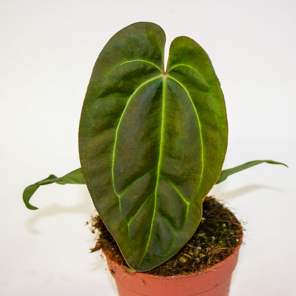 Anthurium Hybrid - NOID - 12cm H20cm