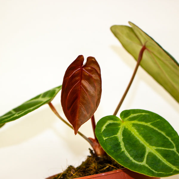 Anthurium Hybrid - NOID - 12cm H20cm