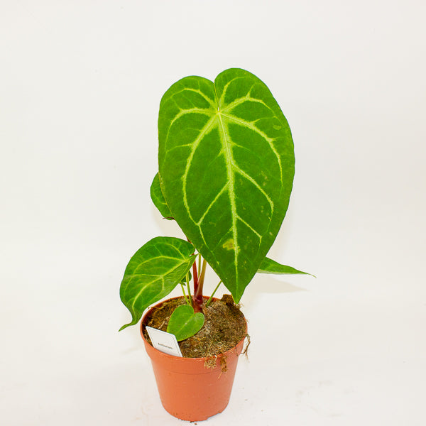 Anthurium Magnificum 12cm H35cm