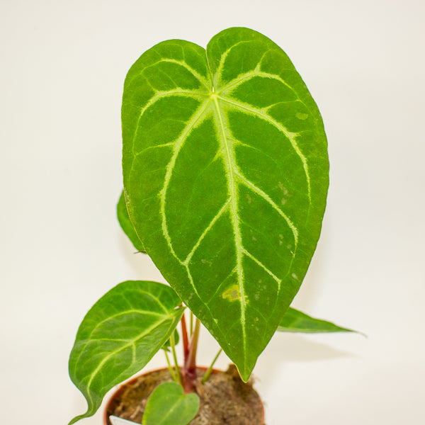 Anthurium Magnificum 12cm H35cm
