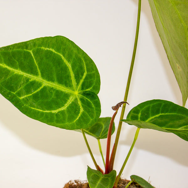 Anthurium Magnificum 12cm H35cm