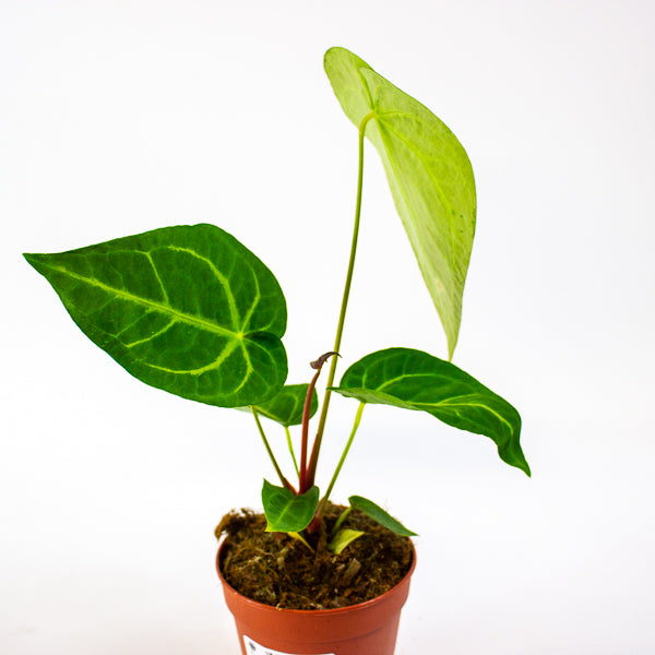 Anthurium Magnificum 12cm H35cm