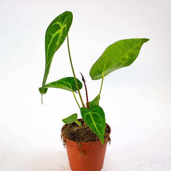 Anthurium Magnificum 12cm H35cm
