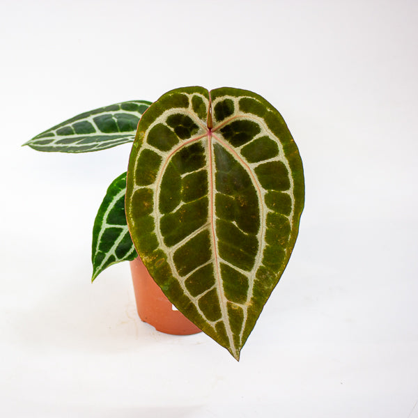Anthurium Pink Blush 12cm H25cm