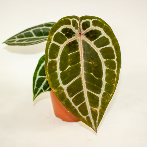 Anthurium Pink Blush 12cm H25cm