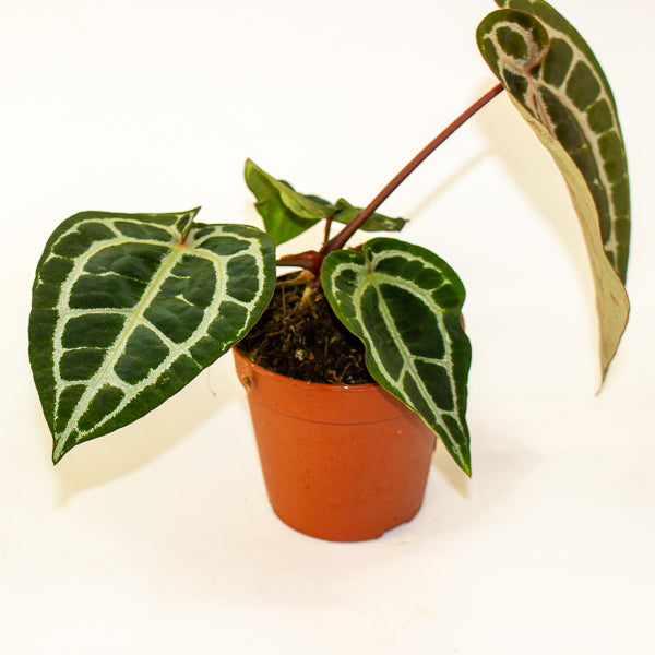 Anthurium Pink Blush 12cm H25cm