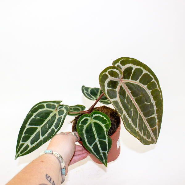 Anthurium Pink Blush 12cm H25cm