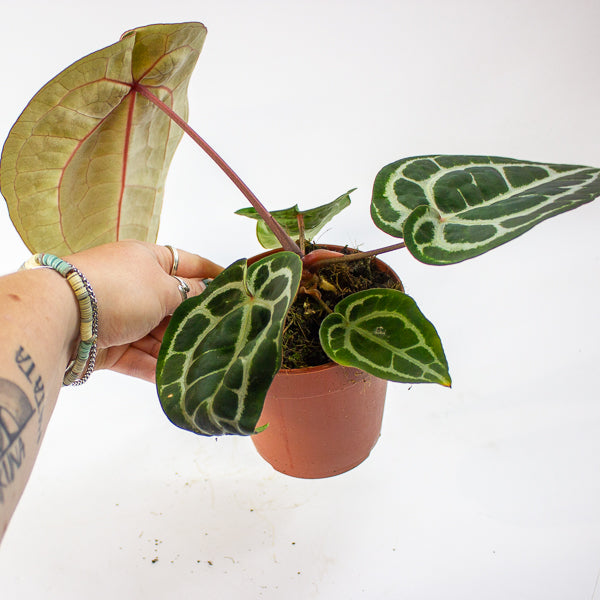 Anthurium Pink Blush 12cm H25cm