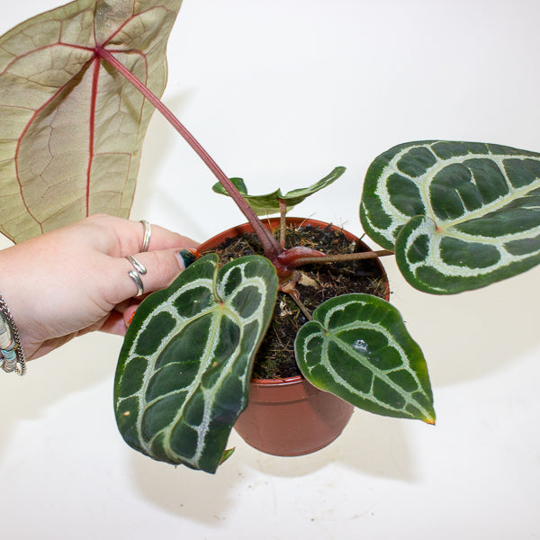 Anthurium Pink Blush 12cm H25cm