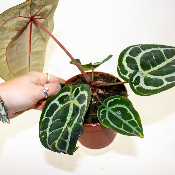 Anthurium Pink Blush 12cm H25cm