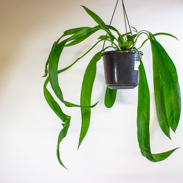 Anthurium Vittariifolium 15cm H30cm