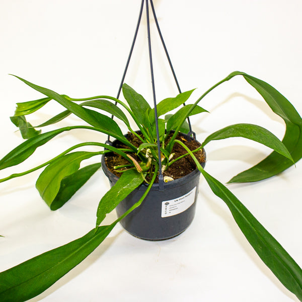 Anthurium Vittariifolium 15cm H30cm