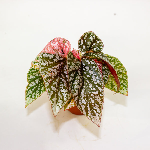 Begonia Snowcap Variegata 7cm H10cm
