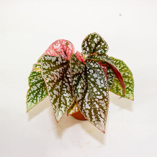 Begonia Snowcap Variegata 7cm H10cm
