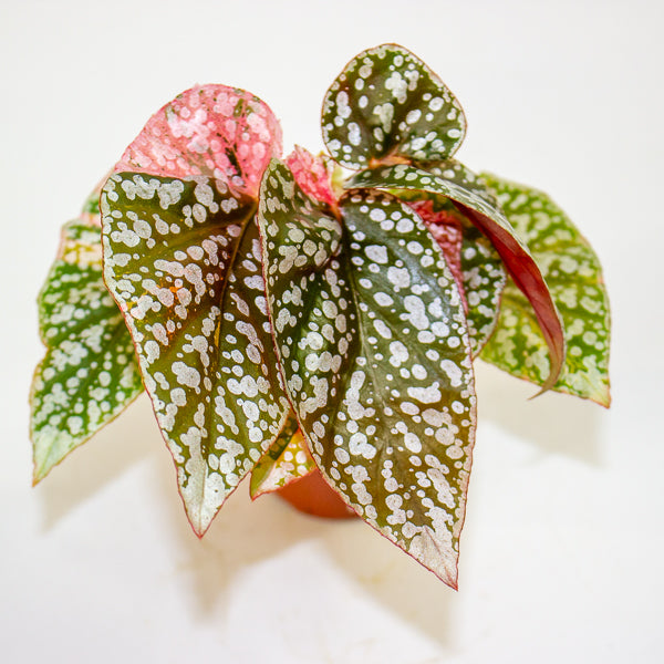 Begonia  Capped Variegata②｜ベゴニア Begonia Snowcap Variegata 7cm H10cm – Emm's Plant House