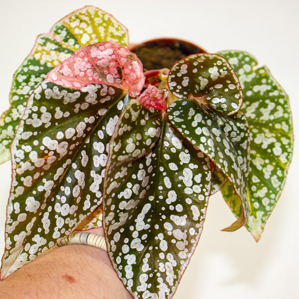 Begonia Snowcap Variegata 7cm H10cm