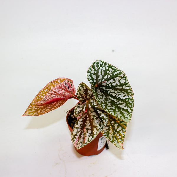 Begonia Snowcap Variegata 7cm H10cm