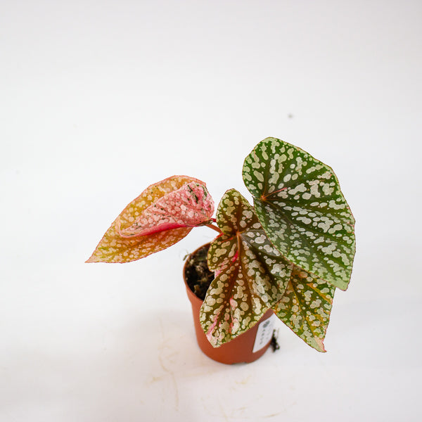 Begonia Snowcap Variegata 7cm H10cm
