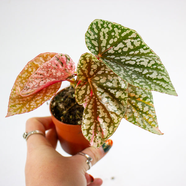 Begonia Snowcap Variegata 7cm H10cm