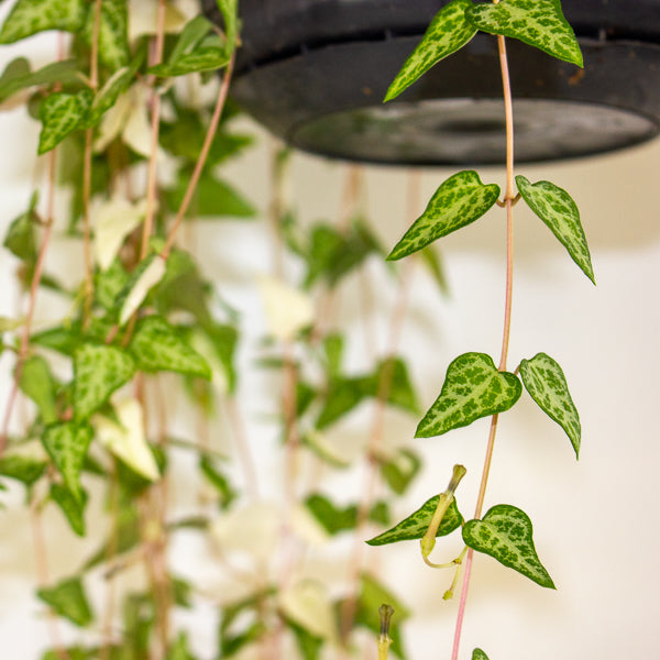 Ceropegia Linearis Luuk 14cm H30cm