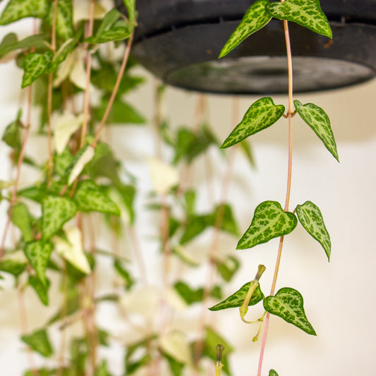 Ceropegia Linearis Luuk 14cm H30cm