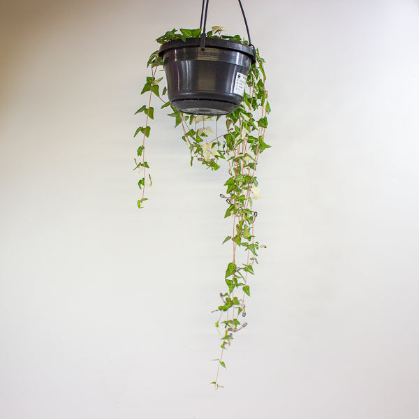 Ceropegia Linearis Luuk 14cm H30cm