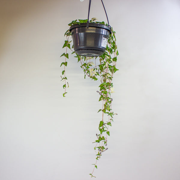 Ceropegia Linearis Luuk 14cm H30cm