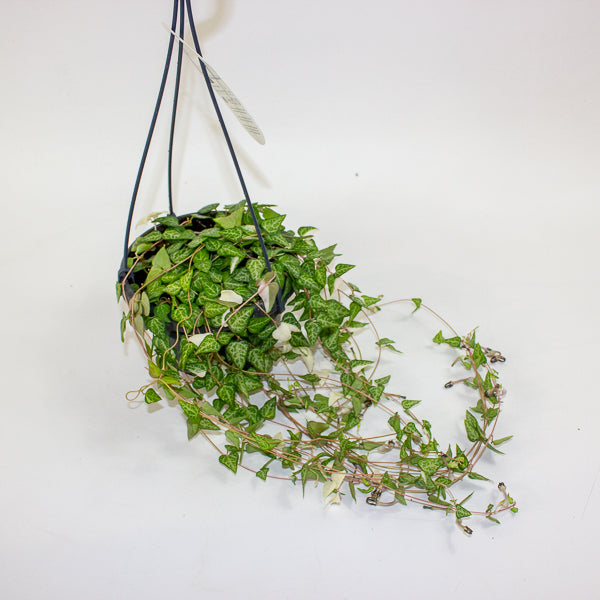 Ceropegia Linearis Luuk 14cm H30cm