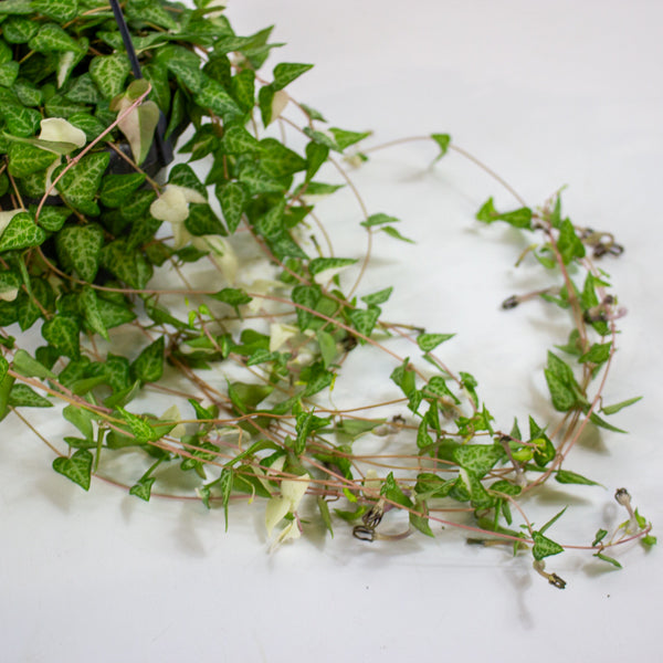 Ceropegia Linearis Luuk 14cm H30cm