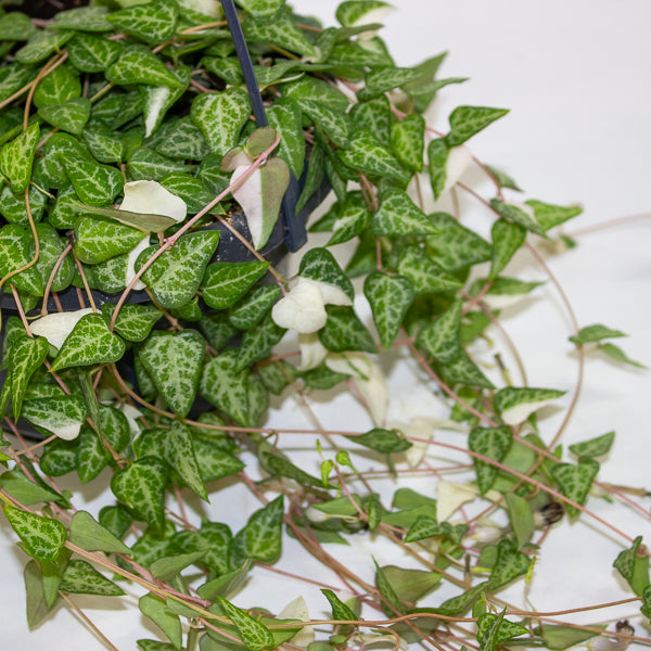 Ceropegia Linearis Luuk 14cm H30cm