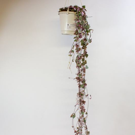 Ceropegia woodii Variegata 14cm H75cm