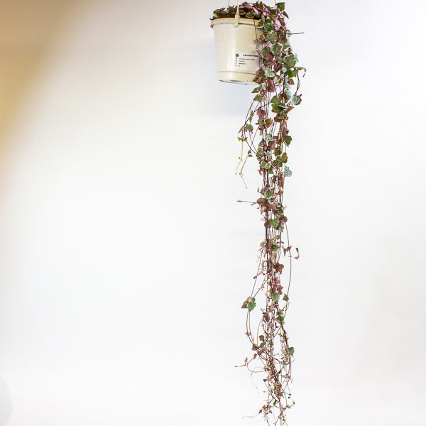 Ceropegia woodii Variegata 14cm H75cm