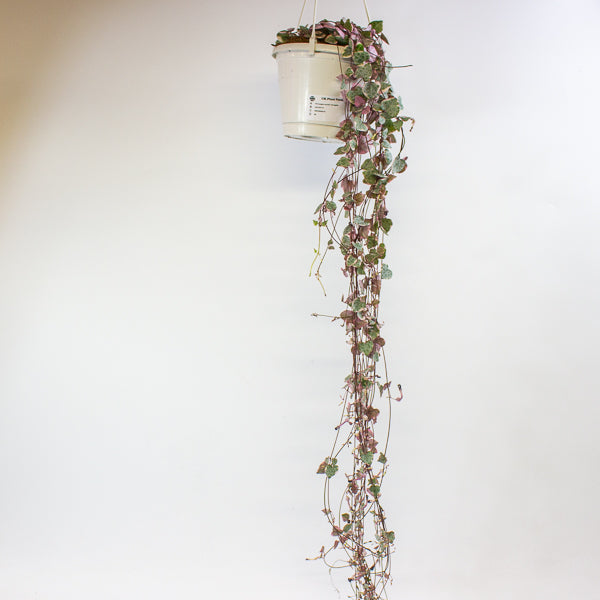 Ceropegia woodii Variegata 14cm H75cm