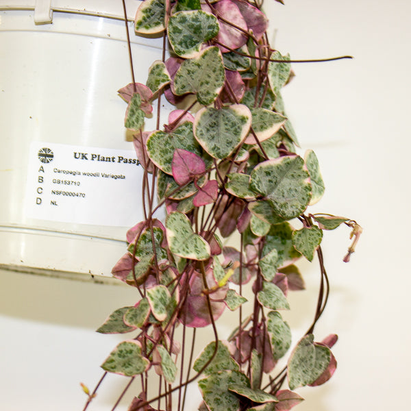 Ceropegia woodii Variegata 14cm H75cm