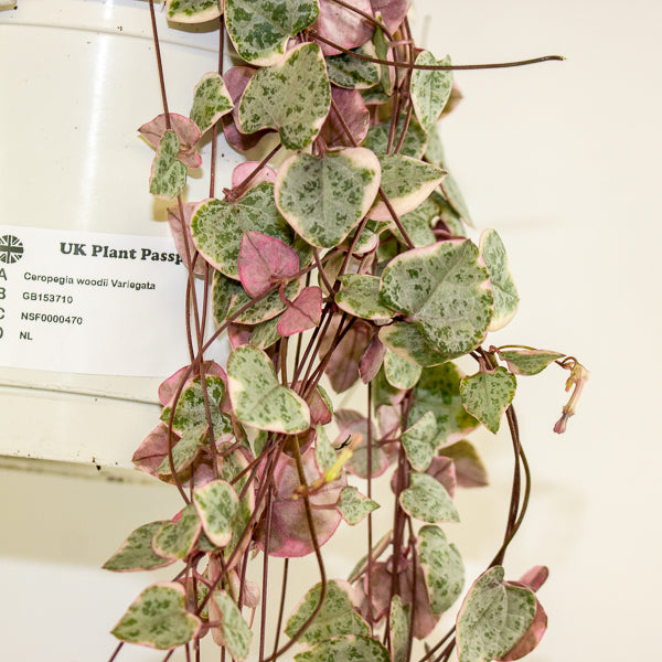 Ceropegia woodii Variegata 14cm H75cm