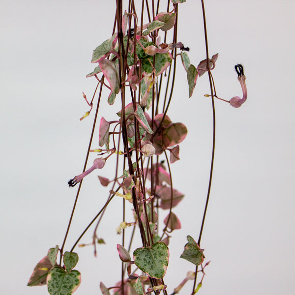 Ceropegia woodii Variegata 14cm H75cm