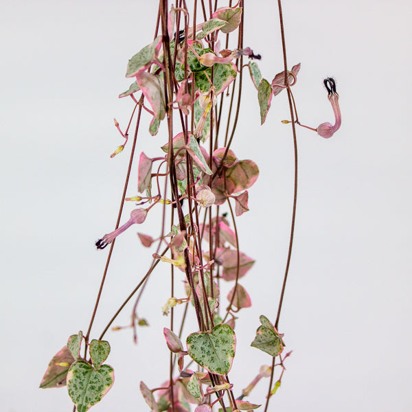 Ceropegia woodii Variegata 14cm H75cm