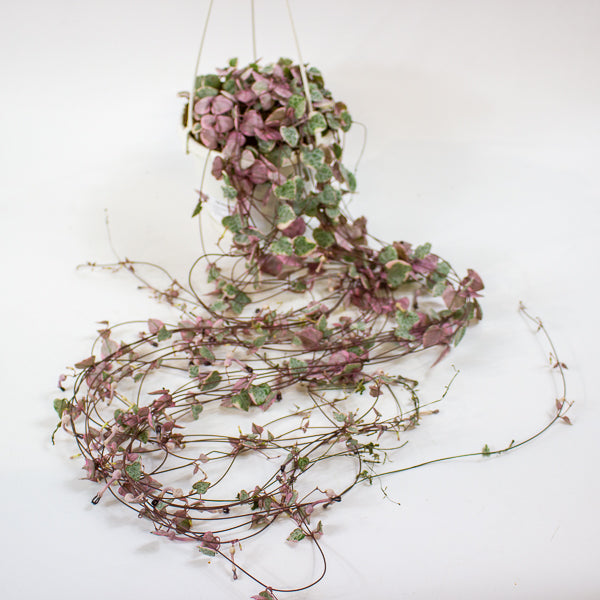 Ceropegia woodii Variegata 14cm H75cm