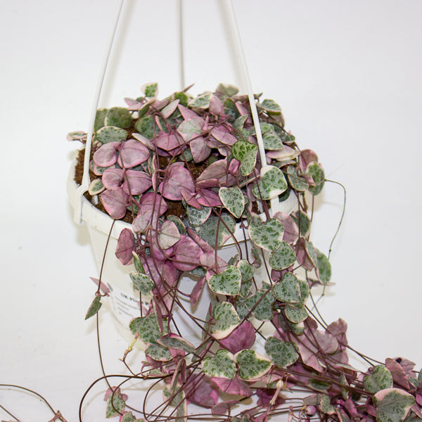 Ceropegia woodii Variegata 14cm H75cm