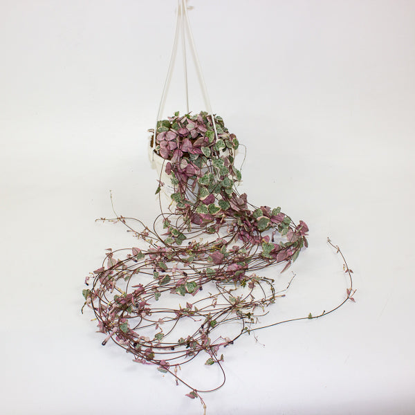 Ceropegia woodii Variegata 14cm H75cm