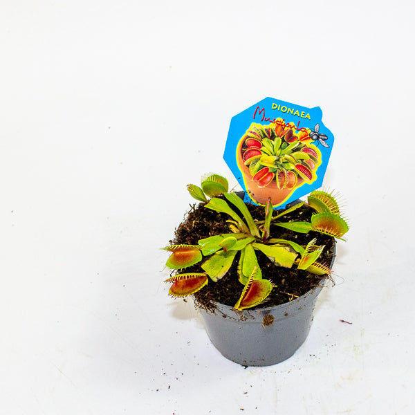 Dionaea muscipula 9cm H10cm