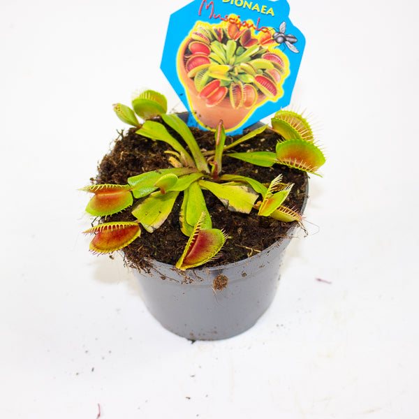 Dionaea muscipula 9cm H10cm