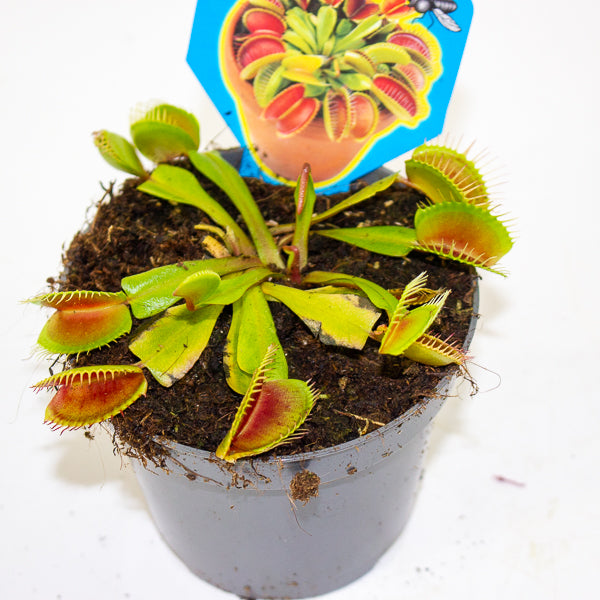 Dionaea muscipula 9cm H10cm
