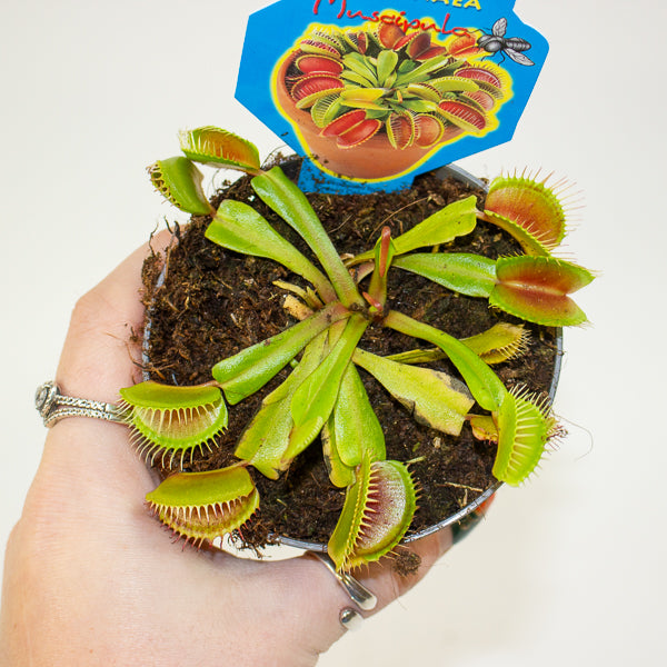 Dionaea muscipula 9cm H10cm
